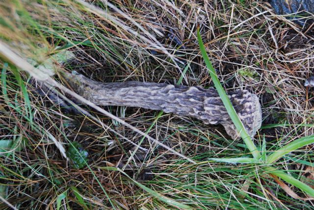 PASSIONE PER IL CERVO